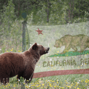 The Bear Beneath The Bear Beneath